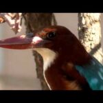 Sundry #1: Kingfisher in a concrete city (Video @1080p50)