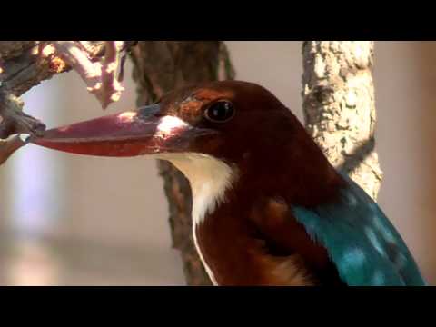Sundry #1: Kingfisher in a concrete city (Video @1080p50)